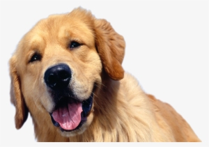 Cachorro Feliz - Golden Retriever