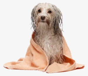 Uma - Perro Recien Bañado