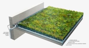 2 Green Roof Components - Green Roof