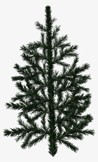 Spruce Branch - Pine Tree Branch Texture