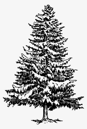 Spruce Vector Royalty Free Stock - Pine Tree Black And White