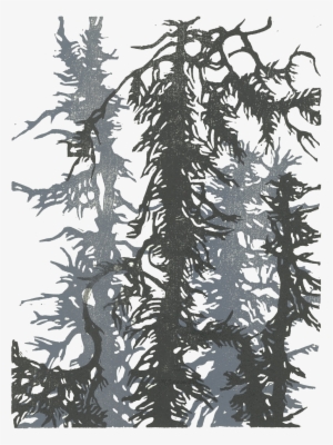 "goldstream Spruce" By Sara Tabbert - Shortleaf Black Spruce