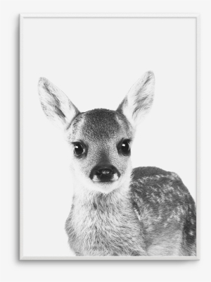 Baby Deer - Baby Deer No Background