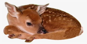 Baby Sika Deer - Poster: Jones' White-tailed Deer Baby, Kentucky, 24x18in.