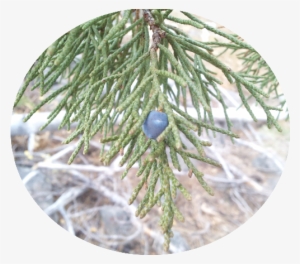 Shortstraw Pine