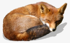 Fox Png