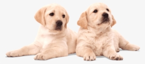 You Have The Chance To Name The Puppies, And Attend - Puppy