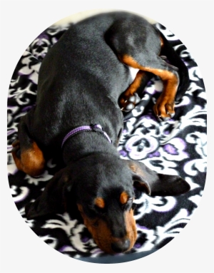 Black And Tan Coonhound Puppy, Sleeping, Age 5 Months - Black And Tan Coonhound