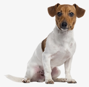 Dog Png - Dog Breed Jack Russell Terrier