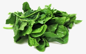 Spinach Transparent Png - Basil Leaf