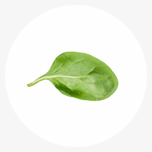 Transparent Leaf Spinach - Spinach Leaves Transparent Background