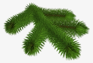 Transparent Pine Branch 3d Clipart - Clip Art