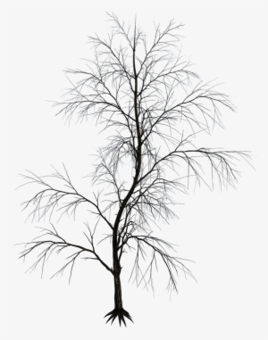 Isolated Tree, Tree, Tribe, Aesthetic, Branches - Aesthetic Tree Png Black