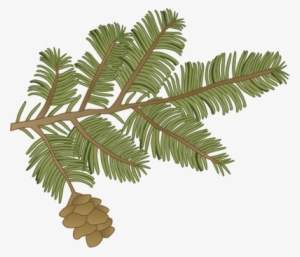 Ian Symbol Tsuga Canadensis Branch - Drawing Of Hemlock Trees