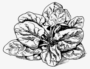 Clipart Big Image Png - Clip Art Of Spinach