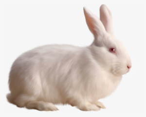 rabbit png images - rabbit png