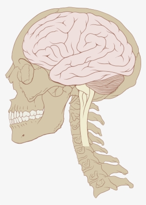 Human Skull And Brain