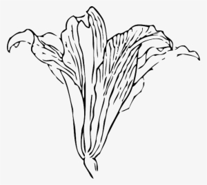 Black, Outline, Flower, White, Plant, Automatic - Flower Vine Drawing Png