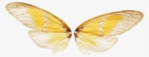 Wings With Transparence By - Fairy Wings Png Transparent