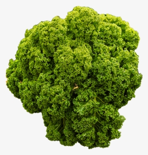 Kale, Brown Cabbage, Krauskohl, Kohl, Ruffled - Curly Kale