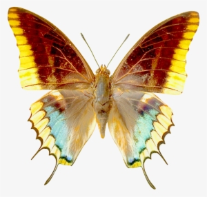 Png Transparent Butterfly Clipart - Butterfly Clip Art Transparent
