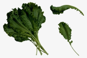 Kale Transparent Clipart - Mustard Greens