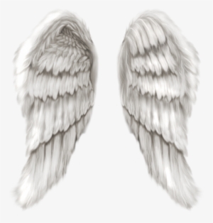 Angel Wings Png 14 Real Angel Wings Psd Images - Angel Wings Only