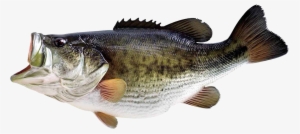 Fish Png10538 - Bass Fish Transparent Background