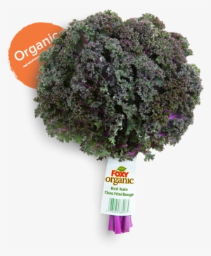 Once Home, Store Your Kale In The Refrigerator For - Organic Red Kale