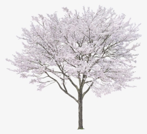White Cherry Tree Png