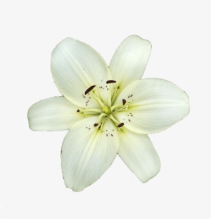 White Lily Flower - Lily Flower Transparent Background