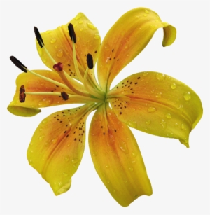 Yellow Lily Flower Png