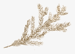 This Graphics Is Gypsophila Flower Free Illustration - Plants