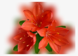 Color Palette Ideas From Flower Lily Flowering Plant - Orange Lily