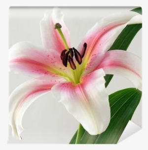 Lily