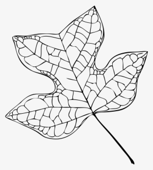 Filetulip Tree Leaf Vector - Tulip Tree Leaf Drawing