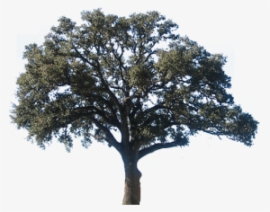 Realistic Clipart Oak Tree - Oak Tree