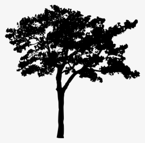 Tree Silhouette - White Tree Silhouette Transparent Background