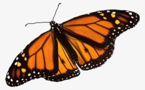 Monarch Butterfly Png Image Background - Real Monarch Butterfly Wings