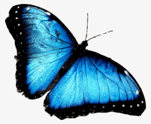 Blue Butterfly Png - Blue Morpho African Butterfly