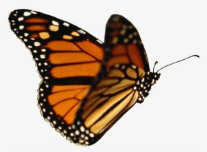 Butterflies Clipart Realistic - Monarch Butterfly Transparent Background