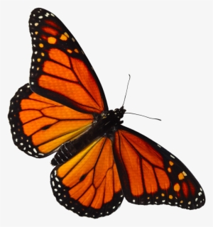 Orange Butterfly Shower Curtain