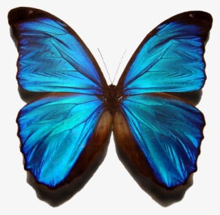 Morpho Menelaus - Beautiful Butterfly