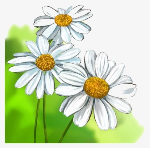 Free pictures of daisies