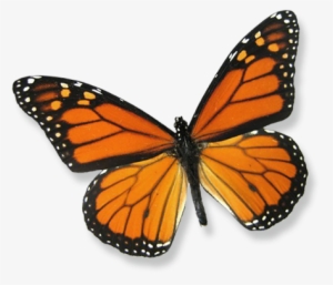 About Butterfly Releases - Framed Monarch Butterfly Riker Mount (6" X 5")