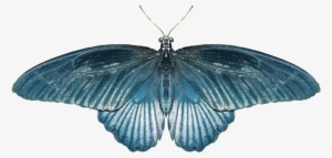 Real Butterfly Png - Butterfly