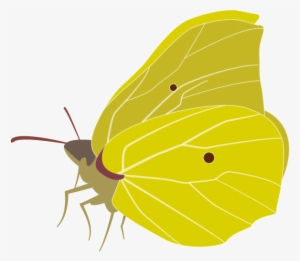 The Brimstone Butterfly - Gonepteryx Cleopatra