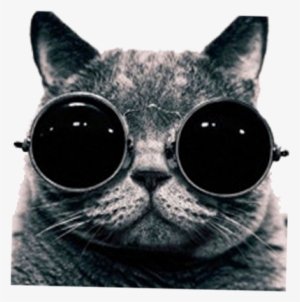British Shorthair Photography Photographer - Cool Cat With Sunglasses Png