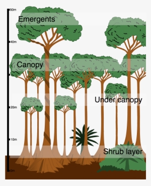 Layers In The Tropical Rainforest - Cross Section Of A Tropical Rainforest