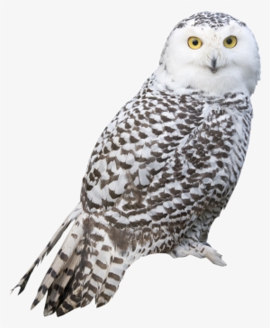 White Owl Transparent Background
